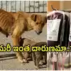 HYD: వీధి కుక్కల రక్తంతో వ్యాపారం.. ప్యాకెట్ రక్తం రూ. 25 వేలు, ఏం చేస్తారంటే..?