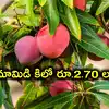 ఏపీలో పండుతున్న జపాన్ మామిడి.. కిలో రూ.2.70 లక్షలు, టీడీపీ ఎమ్మెల్యే ఇంట్లో చెట్టు
