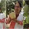 ఇలా చేస్తే నాణ్యమైన, పెద్ద సైజు మామిడి కాయలు.. జనసేన మహిళా ఎమ్మెల్యే సాగు చిట్కాలు