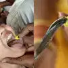 ఆస్తమా రోగులకు అలర్ట్.. రాత్రి నుంచి 'బత్తిని' చేప ప్రసాదం పంపిణీ