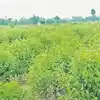 రాయలసీమ రైతులకు లాభాలు కురిపిస్తున్న పంట.. ఎకరాకు రూ.40వేల వరకు ఆదాయం!