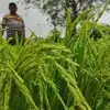 యాసంగి వరి సాగు, ధాన్యం కొనుగోళ్లు.. దేశంలోనే నంబర్ వన్ స్థానంలో తెలంగాణ