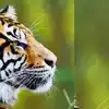 పోలవరం ప్రజలు బీ అలెర్ట్.. పెద్దపులి సంచారం, అధికారుల హెచ్చరికలు!