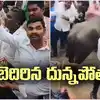 వైసీపీ ఆందోళనలో అపశ్రుతి.. బెదిరిపోయిన దున్నపోతు.. భయంతో పరార్..