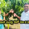 మియాజాకి మామిడి పండ్లు కోసిన బీఆర్ఎస్ నేత.. కిలో రూ.2.5 లక్షలు.. KTR బర్త్‌డే నాడు నాటిన మొక్కలు