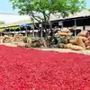 గుంటూరు: ఎండు మిర్చిని తిరస్కరించిన చైనా.. ఆ చిన్న తప్పుతోనే?