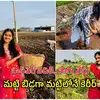 ఐటీ ఉద్యోగం.. అమెరికా అవకాశం వదిలేసి.. వ్యవసాయంతో అద్భుతాలు సృష్టిస్తున్న తెలంగాణ యువతి