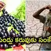 నేరేడు పళ్లు విరగ కాయడం దేనికి సంకేతం.. ఈ ఏడాది తీవ్ర కరువు తప్పదా.. ఏంటా మిస్టరీ..!