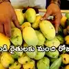 తొలిసారి సముద్రం దాటి సింగ్‌పూర్‌కి ఆంధ్రా మామిడి.. రైతులకు రెట్టింపు ఆర్థిక ప్రయోజనం