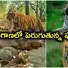 తెలంగాణలో పెరుగుతున్న పులుల సంఖ్య.. అమ్రాబాద్ టైగర్ రిజర్వ్ లో 42 పులుల గుర్తింపు