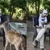 అడవి జింకకు పోహా, సాంబార్ తినిపించి అడ్డంగా బుక్కయిన ఫారెస్ట్ ఆఫీసర్.. సస్పెండ్ చేసిన సర్కారు!
