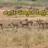 కొత్తగా జింకల పర్యాటక కేంద్రం.. పచ్చని ప్రకృతి ఒడిలో, తుంగభద్ర నదికి సమీపంలో