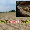వరంగల్‌లో బంగారం దొరికే సాగు భూమి.. కౌలు కోసం ఎగబడుతున్న రైతులు, రాత్రికి రాత్రే కోటీశ్వరులు కావొచ్చు..!