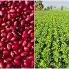 ఎల్ నినో ఎఫెక్ట్.. లాభాలు తెచ్చే ఈ పంట సాగు పెరిగే ఛాన్స్!