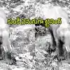 ఒంటరి జీవితం, మనుషులపై దాడి చేయదు.. మనకీ దొరికింది ఓ కుంకీ ఏనుగు!
