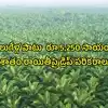 ఒక్కసారి నాటితే 30 ఏళ్ల వరకు దిగుబడి.. మొక్కలు ఫ్రీగా ఇస్తున్న ప్రభుత్వం.. ఎకరాకు రూ.3 లక్షల వరకు ఆదాయం