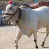 ఒంగోలు జాతి ఎడ్లు కావాలి అనుకునేవారికి గోల్డెన్ ఛాన్స్.. 23న బహిరంగ వేలం, ఇలా దక్కించుకోవచ్చు!