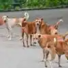 Vijayawada: కుక్కల కోసం ఓ ఆశ్రమం.. కన్నబిడ్డల్లా చూసుకుంటున్న మహిళ.. ప్రతీ శునకానికీ ఓ పేరు!