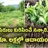 ఒక్కసారి నాటితే 12 ఏళ్లు దిగుబడి.. ఎకరాకు లక్షల్లో ఆదాయం.. సిరులు కురిపిస్తున్న "నన్నారి"