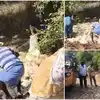 తిరుపతి: కోళ్ల లారీ బోల్తా.. ఎగబడిన జనం..