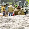 తెలంగాణ పత్తి రైతులకు అలర్ట్.. సెప్టెంబరు నుంచే కొనుగోళ్లు ప్రారంభం