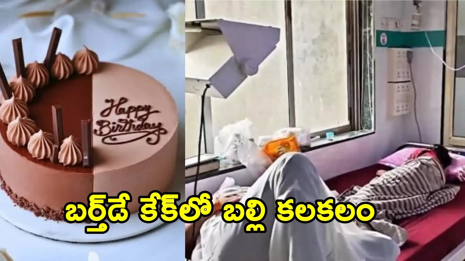 కేక్ లో చనిపోయిన బల్లి.. పుట్టినరోజు వేడుకల్లో ఏడుగురు చిన్నారులు సహా 11 మందికి అస్వస్థత – general