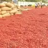 గుంటూరు నుంచి పంపిన ఎండు మిర్చిని తిరస్కరించిన శ్రీలంక.. చిన్న కారణానికే నో చెప్పారు!