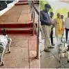 తిరుమల శ్రీవారి భక్తుల భద్రత కోసం రోబోట్ డాగ్.. టీటీడీ కొత్త ఆలోచన