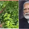 కడప రైతు వరదరాజ్‌పై ప్రధాని మోదీ ప్రశంసలు.. మన్‌కీ బాత్ ప్రసంగంలో అవకాడో సాగు