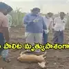Anantapur: టమాటా చేనులోకి వచ్చిన జింకలను వేటాడి చంపిన చిరుతలు.. గ్రామంలో భయాందోళనలు