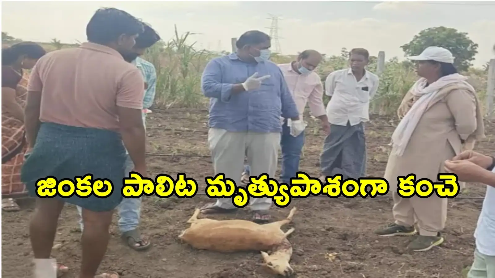 Anantapur: టమాటా చేనులోకి వచ్చిన జింకలను వేటాడి చంపిన చిరుతలు.. గ్రామంలో భయాందోళనలు – politics