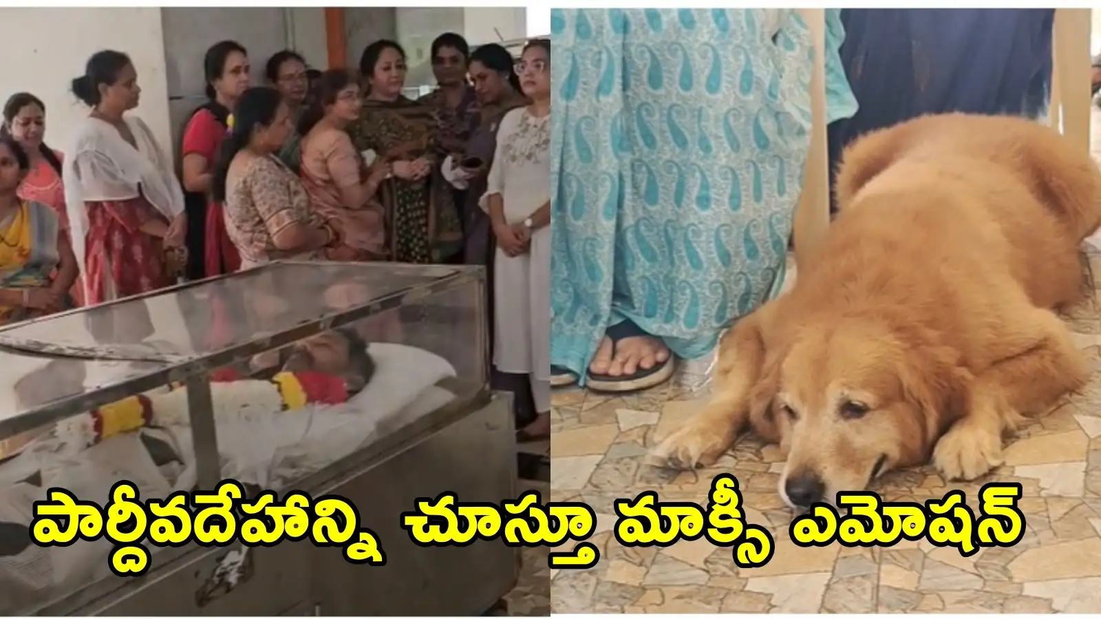 ఆళ్ల నాని పార్దీవదేహం వద్ద ఆయన పెంపుడు కుక్క మాక్సీ కన్నీళ్లు.. కంటతడి పెట్టించే దృశ్యం – politics