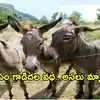 చైనా కోసం నిత్యం వందలాది గాడిదలను వధిస్తున్న పాకిస్థాన్
