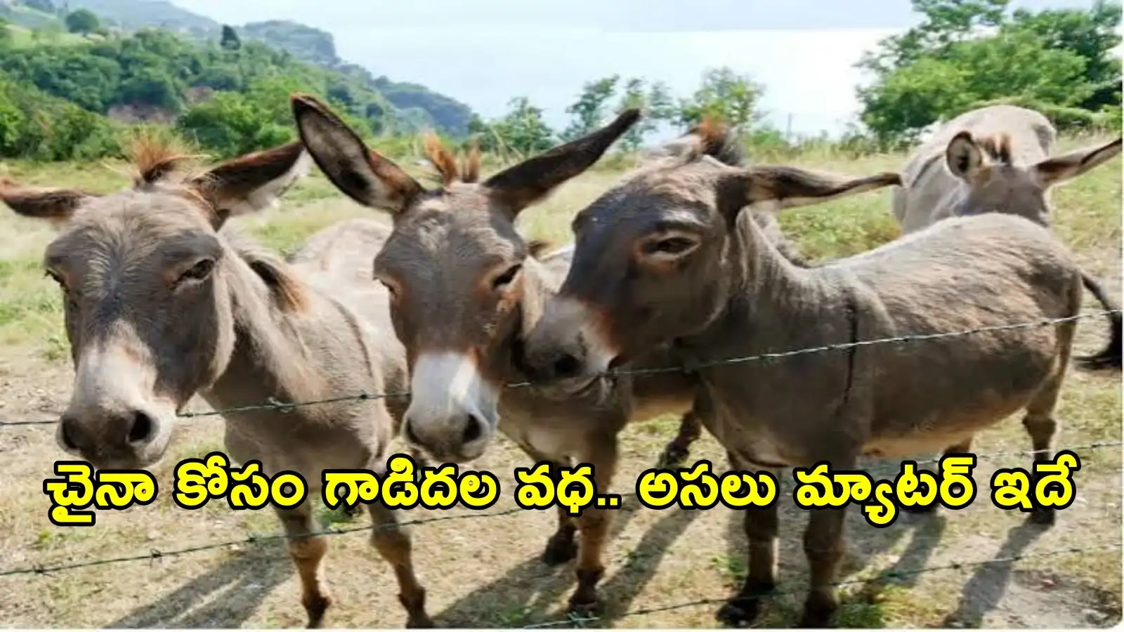 చైనా కోసం నిత్యం వందలాది గాడిదలను వధిస్తున్న పాకిస్థాన్ – politics