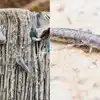 బట్టలు, పుస్తకాల్ని నాశనం చేసే సిల్వర్‌ఫిష్ కీటకాల్ని తరిమికొట్టే సింపుల్ చిట్కాలు!