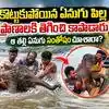 నదిలో కొట్టుకుపోయిన ఏనుగు పిల్ల.. ప్రాణాలు పణంగా పెట్టి కాపాడిన మత్స్యకారులు