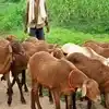 గొర్రెల పెంపకందారులకు సర్కారు భరోసా.. కొత్త బీమా పథకం, ఏడాదికి రూ.13 చెల్లిస్తే చాలు