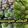 సీతాఫలంపైనా ఎల్‌నినో దెబ్బ.. కిలో రూ.200, వర్షాలు లేక ఎదగని కాయలు, రాలిన పిందెలు
