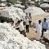CCI Cotton Prices: ఈ నెల 21 నుంచి సీసీఐ పత్తి కొనుగోళ్లు.. మంచి ధర ఉన్నా దిగుబడి లేక రైతు డీలా..!