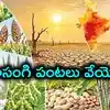 ఎల్‌నినో దెబ్బ.. తెలంగాణలో సాగు, తాగునీటి కష్టాలు.. యాసంగి పంటలు వేయొద్దని సర్కార్ విజ్ఞప్తి