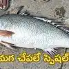 ఒక్క చేప అచ్చంగా రూ.80 వేలు.. అంతర్వేది మత్స్యకారుల వలలో గోల్డెన్ ఫిష్.. ఇంత ధర వెనుక అసలు కథ ఇదే..