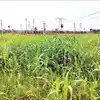 ఏపీలో రైతులకు అద్భుతమైన అవకాశం.. పశుగ్రాసం సాగు చేస్తే ఎకరానికి రూ.69వేలు ఇస్తారు