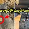 మటన్ మండిలో పుచ్చిపోయిన పన్ను.. అవాక్కైన కస్టమర్, హైదరాబాద్ రెస్టారెంట్‌లో దారుణం