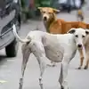 కొంపల్లిలో మూగజీవంపై అఘాయిత్యం.. వీధి కుక్కపై వ్యక్తి లైంగిక దాడి..!