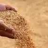 జైశ్రీరాం వడ్లకు రికార్డు ధర.. క్వింటాల్‌ రూ.5,016, బియ్యం మార్కెట్‌లో పెరుగుతున్న ఆందోళన