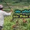 యాసంగిలో తెలంగాణ రైతులకు కొత్త కష్టాలు.. వరికి ప్రత్యామ్నాయ పంటల సాగుకు కోతుల బెడద