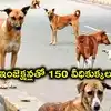 పెద్దపల్లి జిల్లాలో 150 వీధి కుక్కలు మృతి.. విషమిచ్చి చంపినట్లు ఆరోపణలు, పంచాయతీ సిబ్బందిపై కేసు