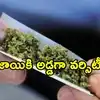 Hyderabad: మూడు ప్రముఖ యూనివర్సిటీల్లో స్వేచ్ఛగా గంజాయి విక్రయం.. మత్తుకు అలవాటైన విద్యార్థులు గుర్తింపు