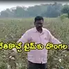 Medak: పత్తి చేనులో పడ్డ దొంగలు.. ఓ రైతు పొలంలో రాత్రికి రాత్రే 10 క్వింటాళ్లు కోసుకెళ్లిన నీచులు