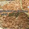కేన్సర్, ఆస్తమా ముప్పును తగ్గించే బ్రౌన్‌రైస్! - health benefits of ...
